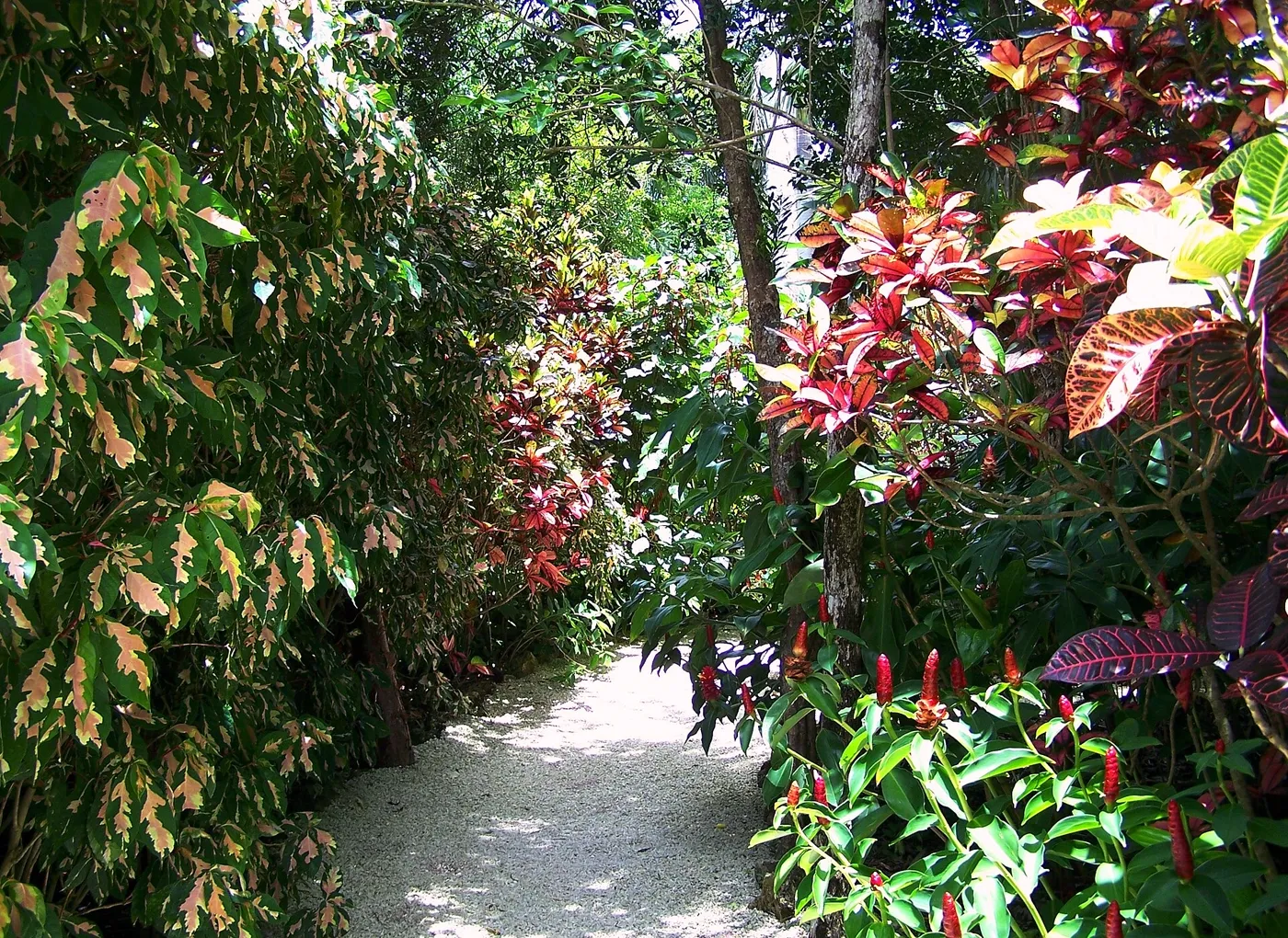 Sunlight through lush tropical greenery in the Botanic Park